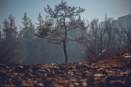 Autumn landscape with a lonely pine tree in the foggy forest