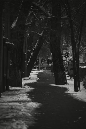 Snowy alley in the park in winter. Black and white photo.の写真素材