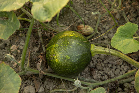 Green sweet pumpkin natural viewの写真素材