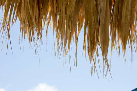 MARGARITA NEW STATE ESPARTAの写真素材