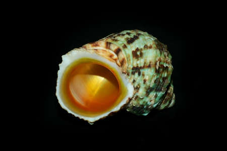 turbo chrysostomusの写真素材