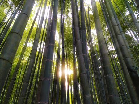 sunlight in natureの写真素材