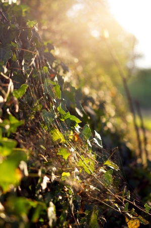 Glare of autumnの写真素材