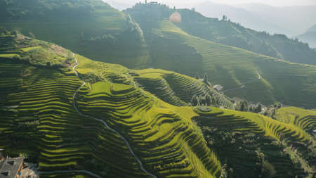 Top view or aerial shot of fresh green and yellow rice fields.Longsheng or Longji Rice Terrace in Ping An Village, Longsheng County, China.の写真素材