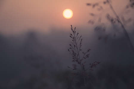 A long piece of wheat grass at the beach. Silhouette of tall grass in the sunset The sun is setting...