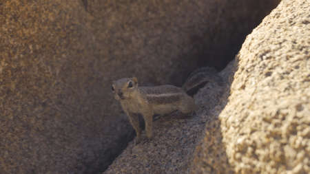 White-tailed Antelope Squirrelの写真素材
