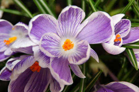 Macro photo of crocus. The color shades of purple and white flowers. Bloom in spring, after the snow has melted. Also called the flower of the saffron.の写真素材