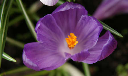 Macro photo of crocus. The color shades of purple and white flowers. 