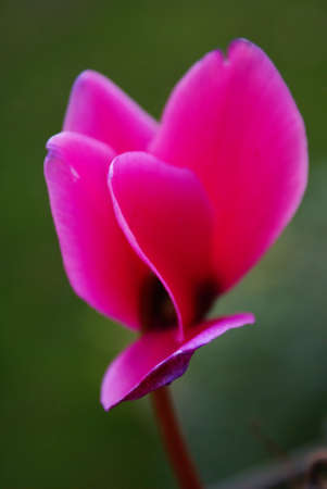 Close up photo of a deep fuchsia colored cyclamen.の写真素材