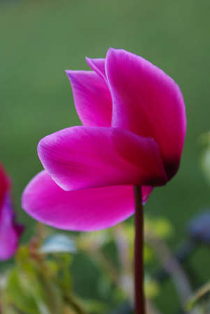 Close up photo of a deep fuchsia colored cyclamen.の写真素材