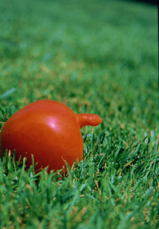 A tomato really special, strange and unusualの写真素材