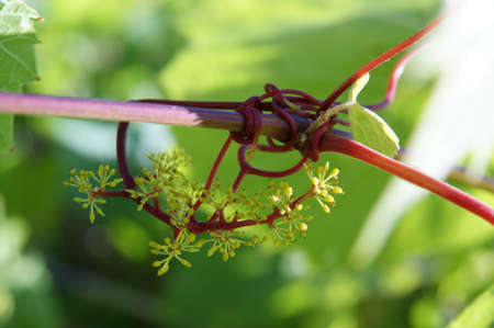 Branches of grape vines with bud of grape berries.
