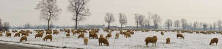 Sheep and lambs grazing in a meadow covered with snow の写真素材