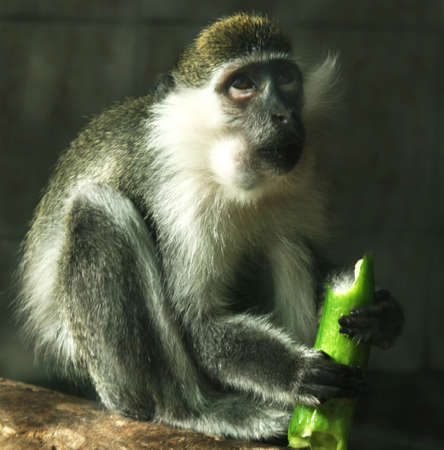 lunch time for thoughtful monkey, macaque eating cucumberの写真素材