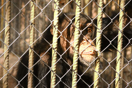 Trying to quit smoking behind the cage