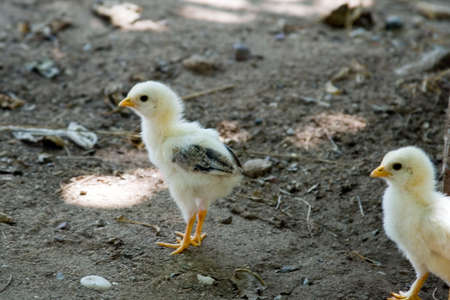 Two peevish  chickensの写真素材