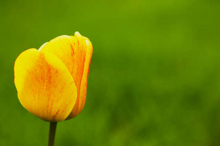 Beautiful Tulip on green natural background
