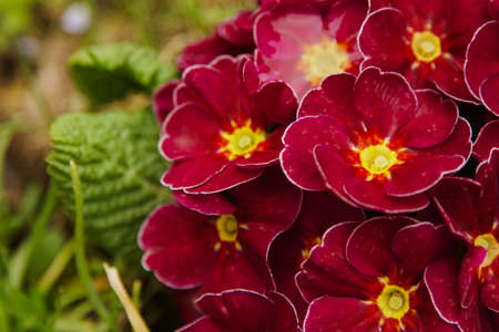 Red Primrose, natural blurred backgroundの写真素材