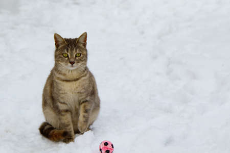 Baby Cat playing in Snowの写真素材