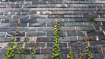 green leaves wallの写真素材