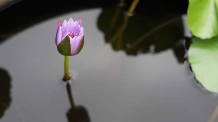 Water liliesの写真素材