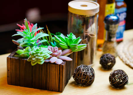 Decorative succulentsの写真素材