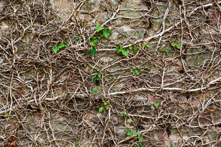 Old medieval stone wall covered by ivyの写真素材