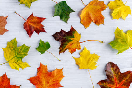 autumn leaves on white wooden table background.