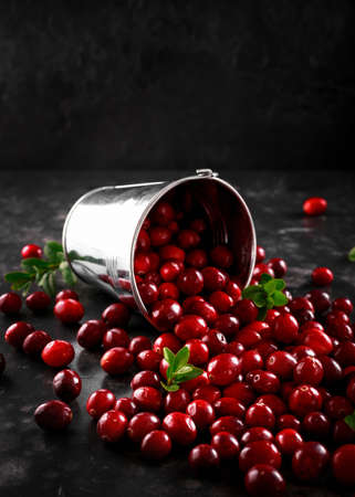 Cranberries in metal basket. Freshly picked, organic, rustic style.の写真素材