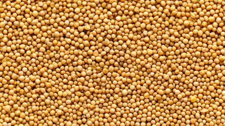 Close up yellow Mustard seeds background, textureの写真素材