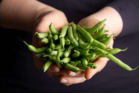 Woman holding green french bean bundle. fresh raw vegetables. Healthy food.の写真素材