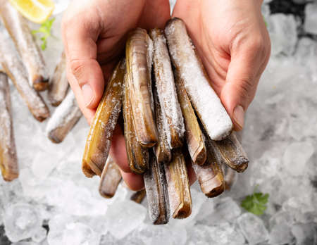 Frozen raw razor clam shellfish on ice, healthy pescatarian sea food concept