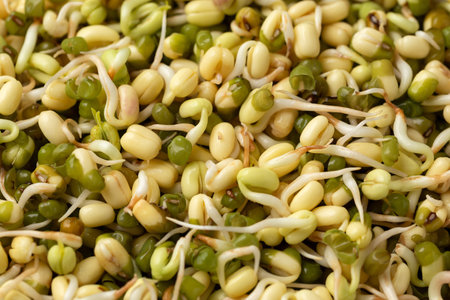 Sprouted Mung beans as background, superfood conceptの写真素材