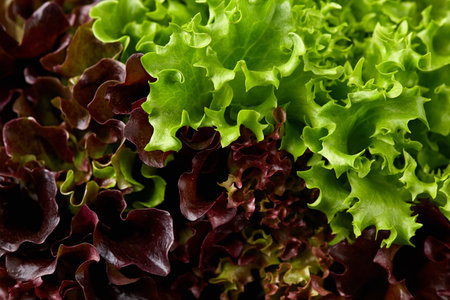 Fresh red and green lettuce background, close upの写真素材