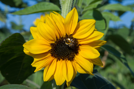 A bee sits in a sunflower