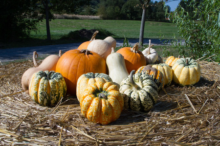 Various pumpkins on a straw baleの写真素材