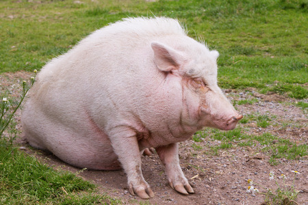 A domestic pig sitting on the ground with eyes closedの写真素材