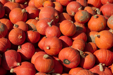 Many small orange pumpkins placed one above the otherの写真素材