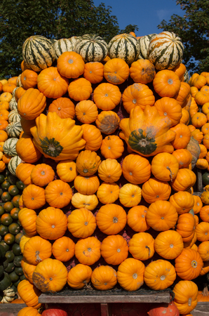 Many orange pumpkins side by side and one above the otherの写真素材