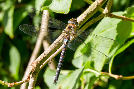 southern hawker [Aeshna cyanea]の写真素材