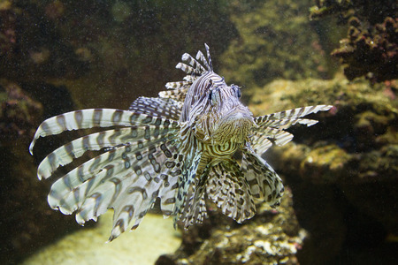 A lionfish between rocksの写真素材