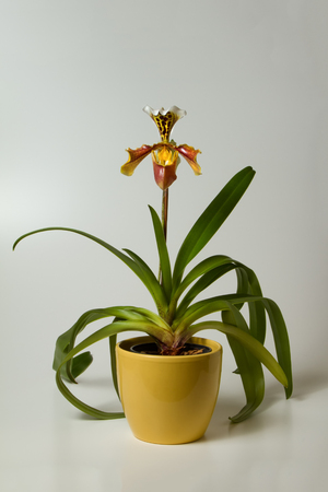Ladyslipper in a yellow flower potの写真素材