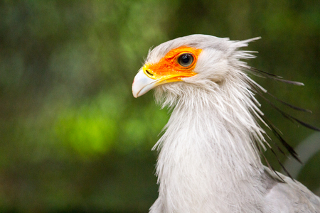 Sagittarius serpentarius, is a large bird of preyの写真素材