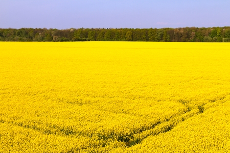 A field of rape blossoms in springの写真素材