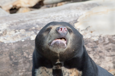A Malay bear stretched his nose with open mouth upの写真素材