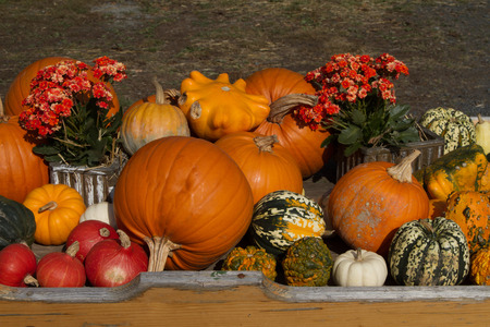 Many colorful pumpkins side by side and one above the otherの写真素材