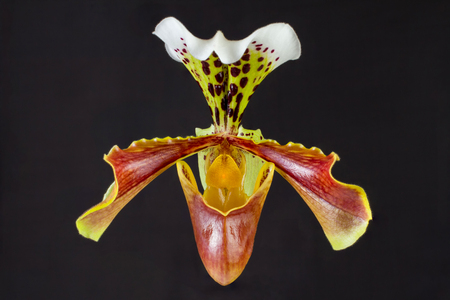 Close-up of a Ladyslipper orchid flowerの写真素材