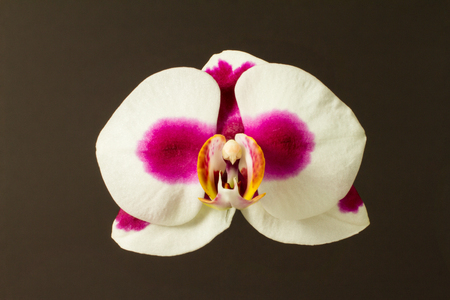 Close-up of a Butterfly Orchid Flowerの写真素材