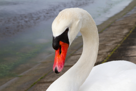 Swan head with bent neckの写真素材