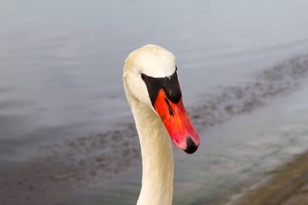 A swan looking at the cameraの写真素材